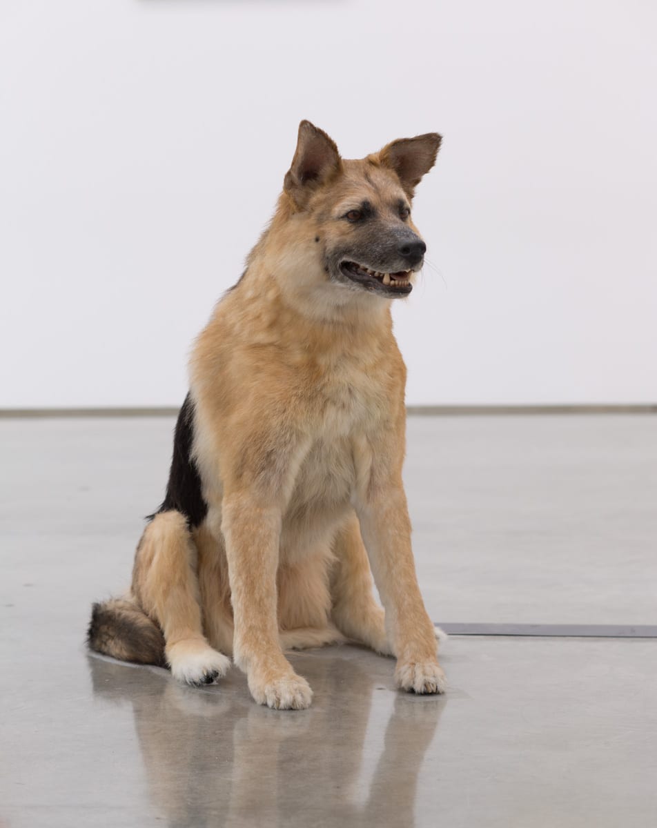 Piero Golia, The Dog and the Drip, animatronic dog, solenoids and sync device, dimensions variable, 2013