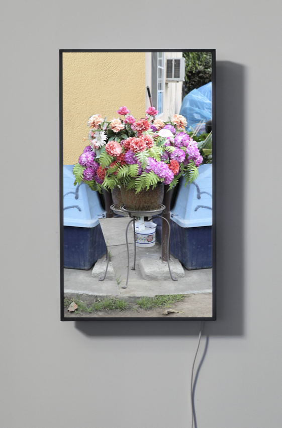 Owen Kydd, Two-Way Polyester Flowers, video on 40" display with media player, 2013