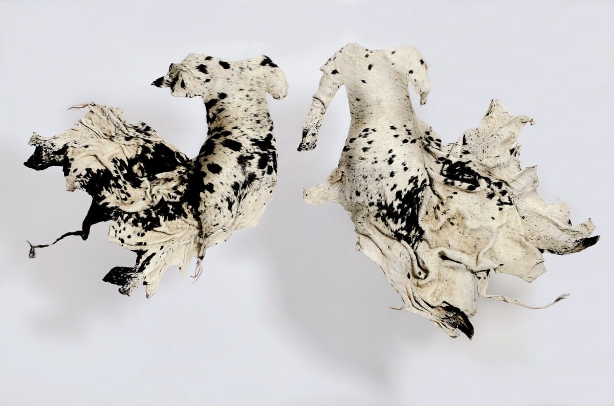Nandipha Mntambo, Titfunti emkhatsini wetfu (The shadows between us), Cow hide, resin, Left: 49 7/32” x 52 ¾” x 11 27/64”, Right: 57 ⅞” x 59 27/32” x 10 ⅝”, 2013  © Jean-Baptiste Beranger 