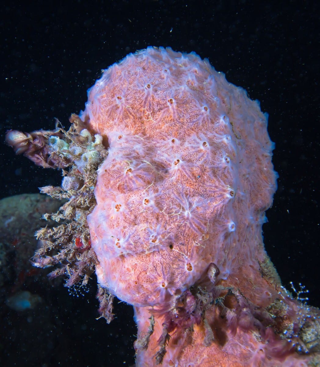 Vicissitudes, Depth 5m, Grenada, West Indies, 2006 