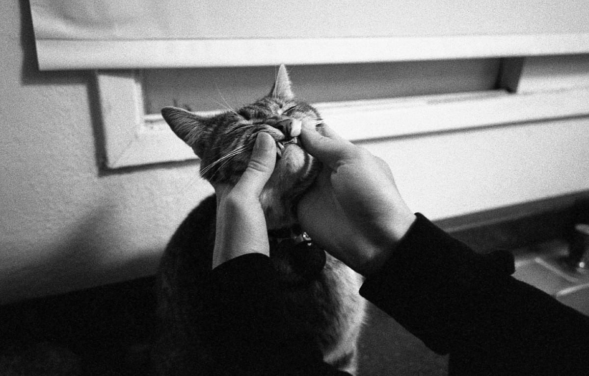 Devin Briggs, Cat, Photography