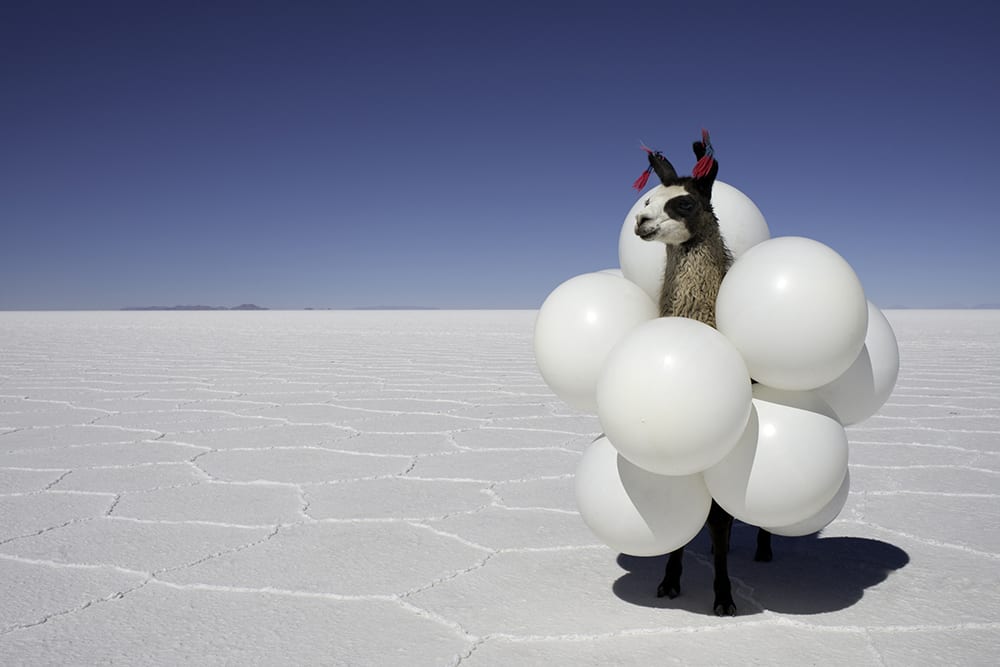 Gray Malin, Llama White Balloons from Far Far Away series, 2013, print on archival luster paper ©Gray Malin 2013