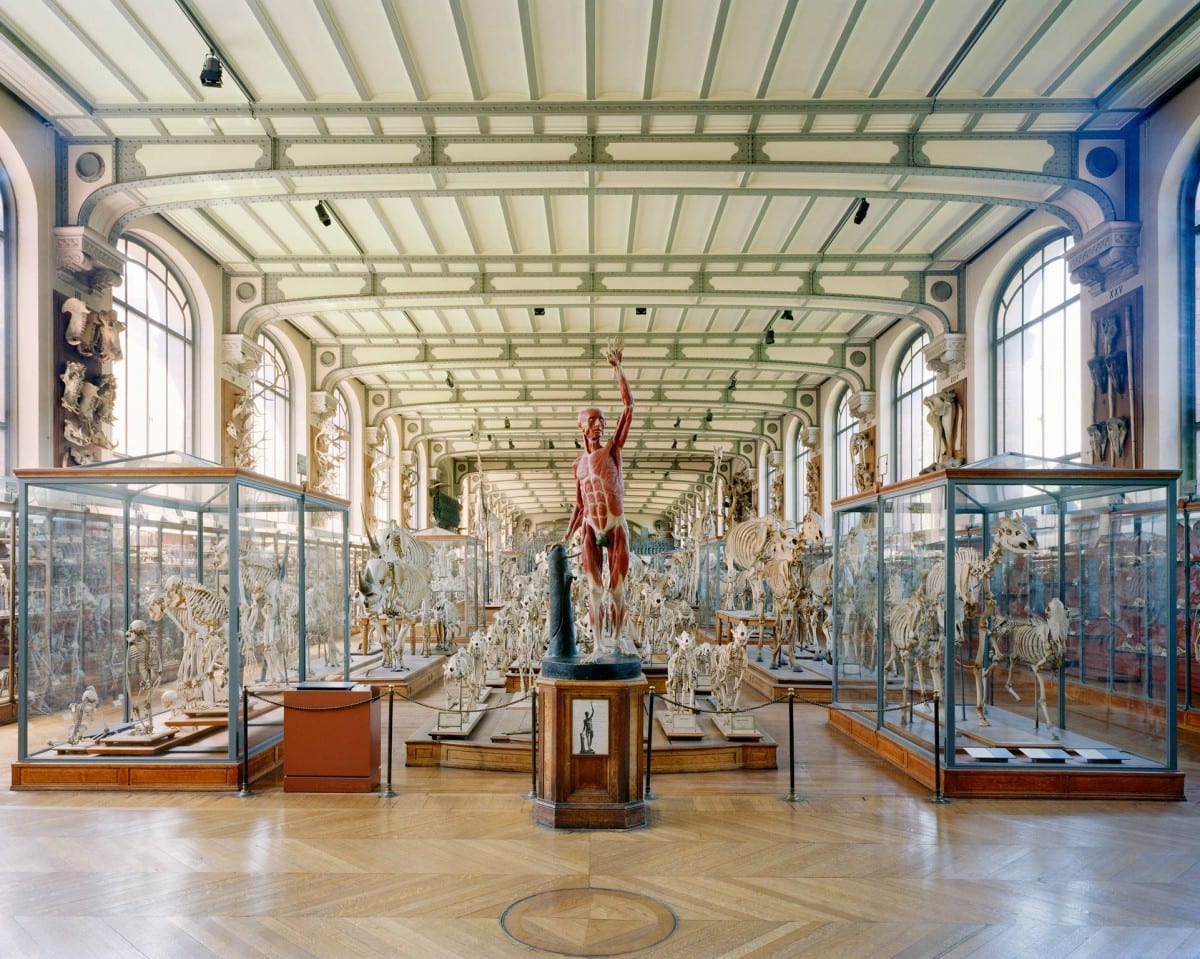 Collection Room, Museum of Comparative Anatomy, Paris, 2005.