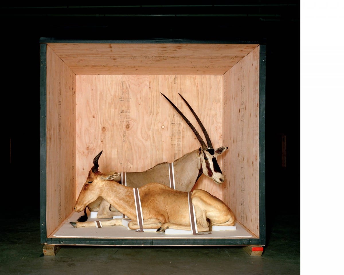 Smithsonian Antelope, Smithsonian Museum, Washington, DC, 2005.