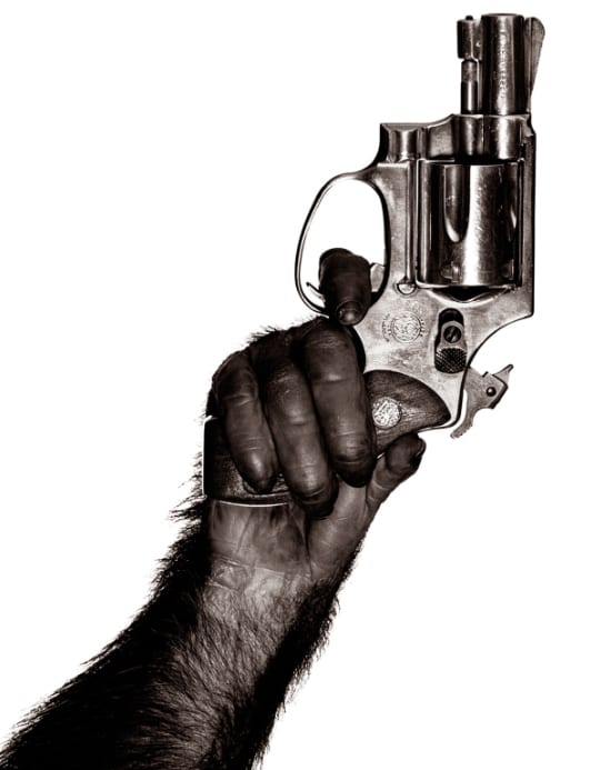 Monkey with Gun, New York City