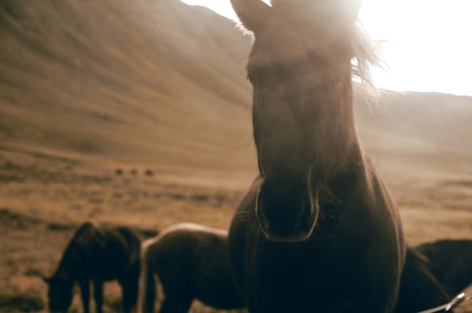 From the series Icelandic Horses.