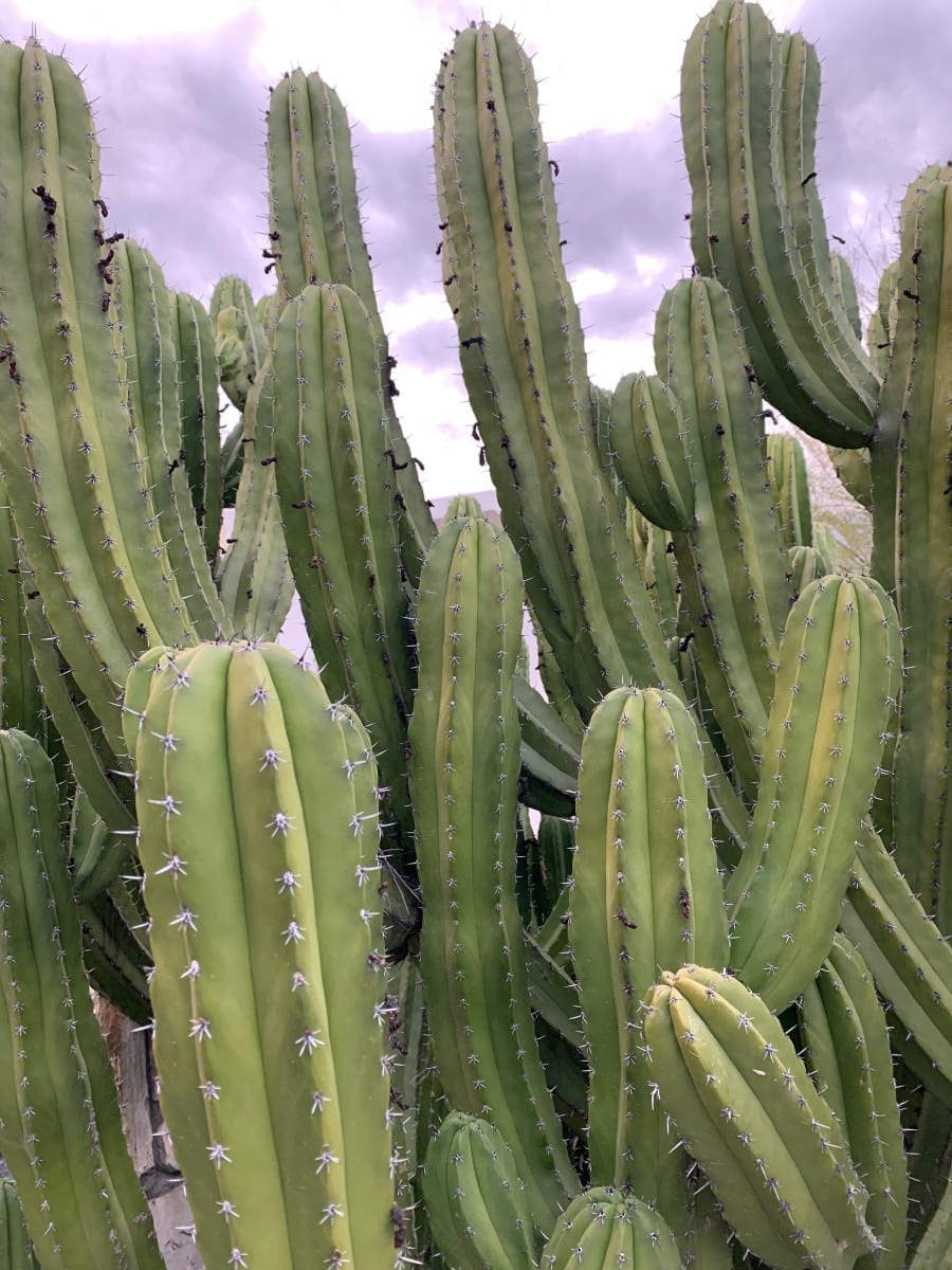 Cacti